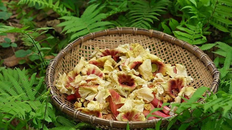 Hoa dại đắng ngắt rụng mới nhặt, đem về phơi nắng bán đắt như tôm tươi