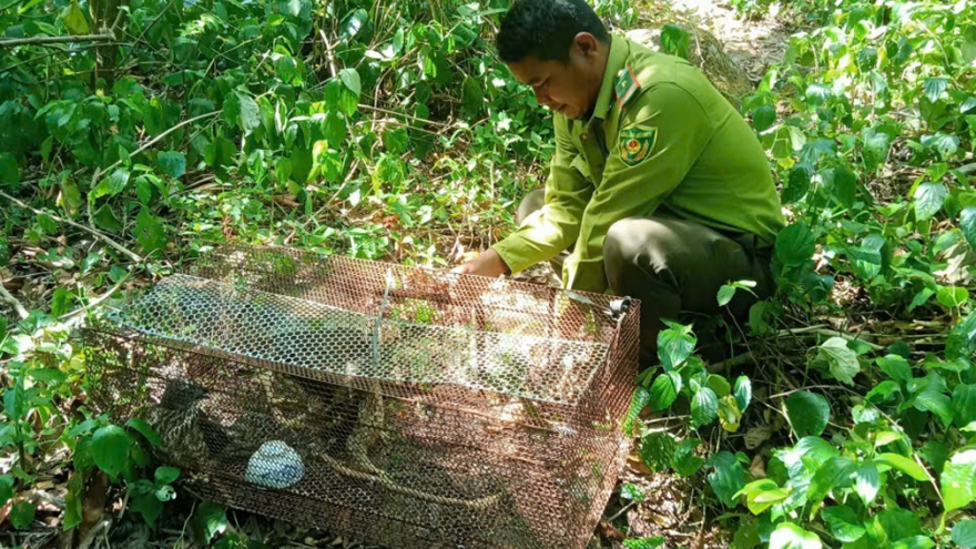 Thả 3 cá thể diều hâu quý hiếm về tự nhiên