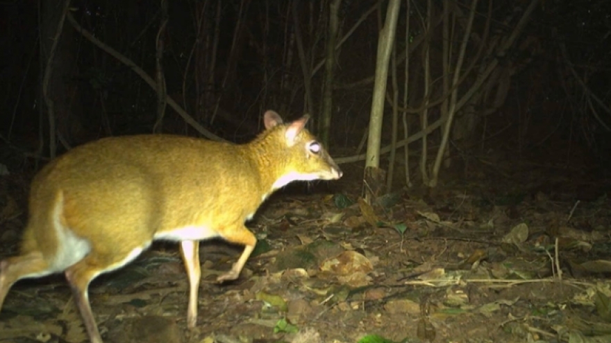 Rare animals seen through camera traps in Phong Nha- Ke Bang National Park