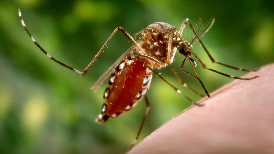 Điểm khác biệt giữa bệnh Chikungunya và sốt xuất huyết Dengue