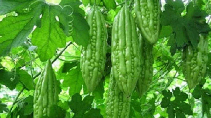 Khám phá công dụng bất ngờ của mướp đắng