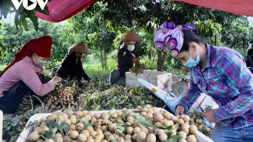 Sơn La tiêu thụ gần 300 nghìn tấn quả