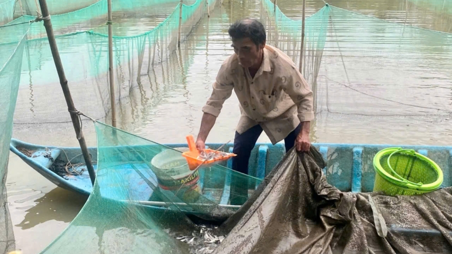 Nông dân Cần Thơ chuẩn bị thả cá lên ruộng nuôi trong mùa nước nổi