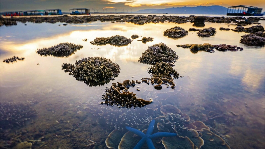Discovering coral wonders during low tides along Vietnam’s central coast