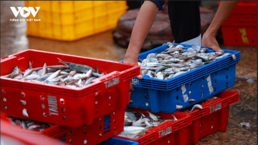 Chuyện những giọt "mật biển"