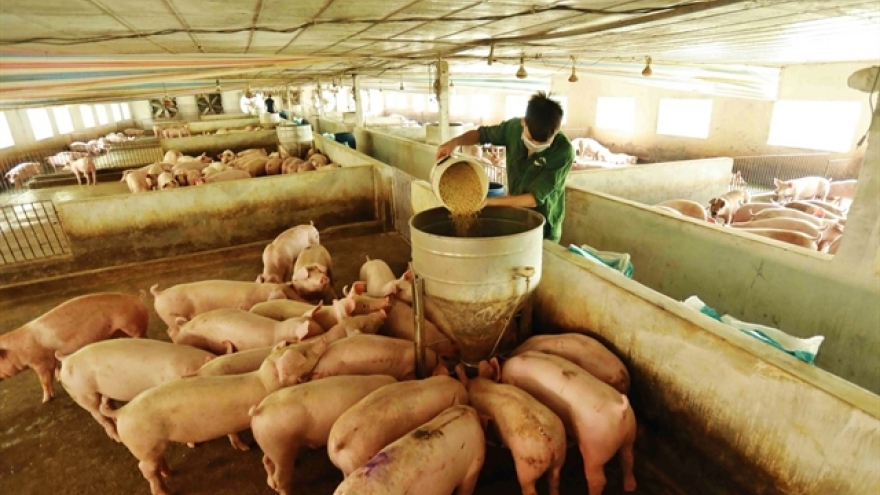 Cheap imports threaten sustainability of Vietnam’s livestock industry