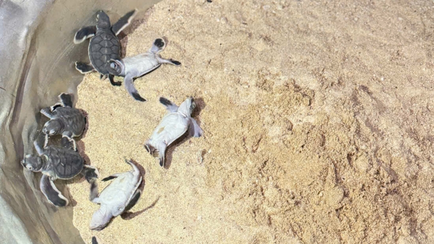 11 rùa con nở tại xã đảo Nhơn Châu được thả về biển