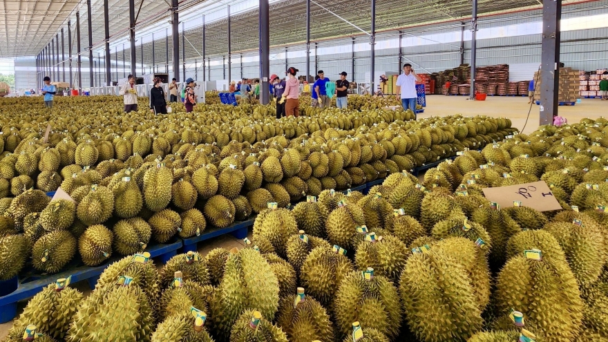 Thành quả 10 năm sầu riêng Việt Nam và mạch ngầm rạn vỡ