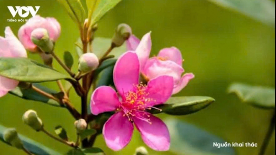 Hái ra tiền từ loại quả “tí hon” mọc hoang, được săn lùng khắp vùng đồi núi