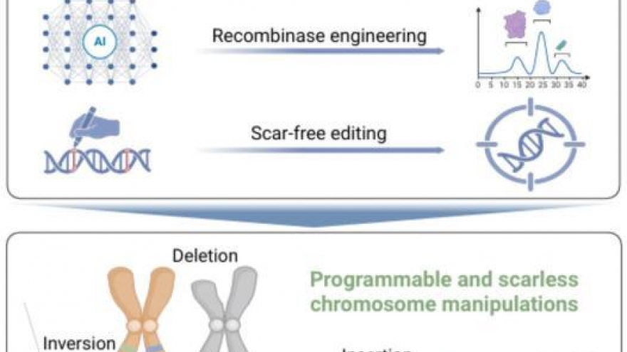Trung Quốc phát triển công nghệ chỉnh sửa nhiễm sắc thể mới