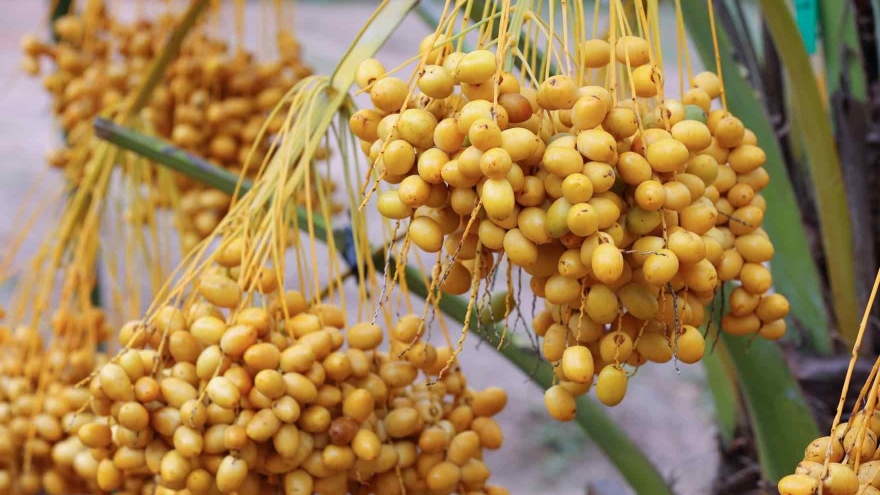 Loại quả căng mọng, giòn ngọt được nhiều người săn đón vì "cực bổ"