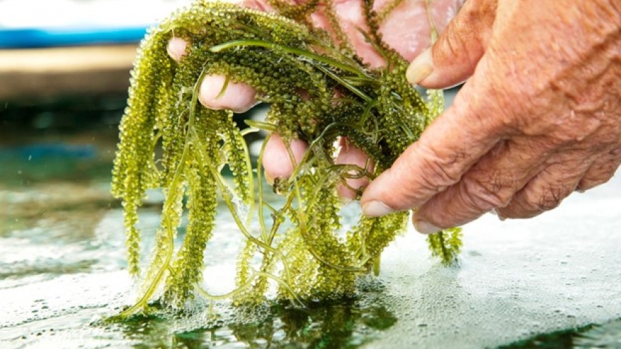 “Siêu thực phẩm” có sẵn ở biển Việt Nam, ăn vào bổ đủ đường lại không lo lão hóa