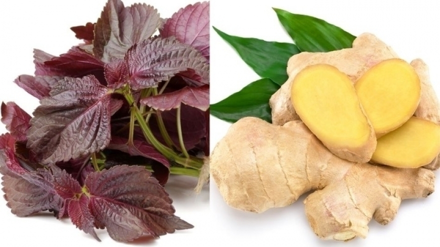 Hai bài thuốc giải cảm từ lá tía tô nấu với gừng