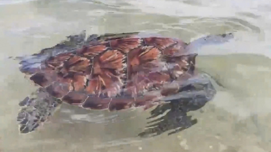 Rare green turtle Chelonia mydas released back to the sea