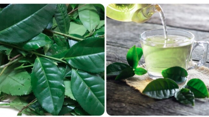 Uống nước chè xanh vào buổi sáng có tác dụng gì?