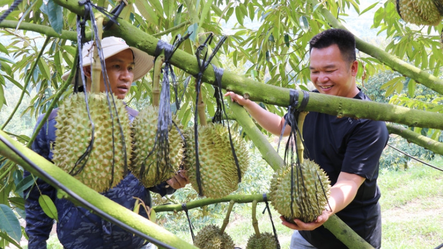 Vietnam’s durian exports rebound strongly