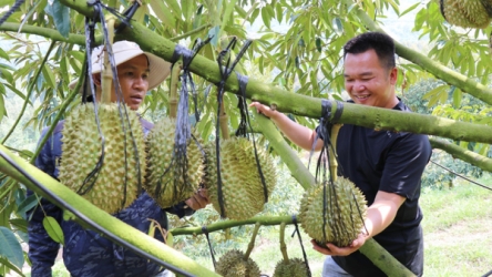 Vietnam’s durian exports rebound strongly