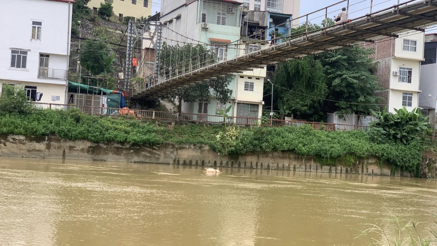 Xử phạt đối tượng vứt xác động vật ra môi trường