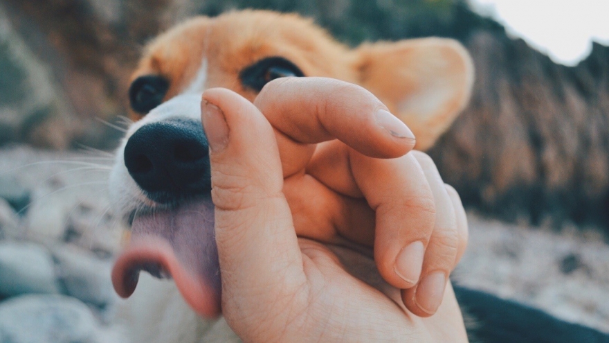 Người đàn ông tử vong sau khi chó nhà liếm vào vết thương