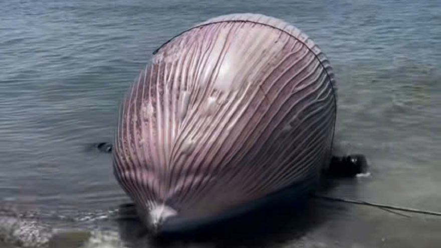 Cá Ông nặng khoảng 6 tấn trôi dạt vào bờ vùng biển Lâm Đồng