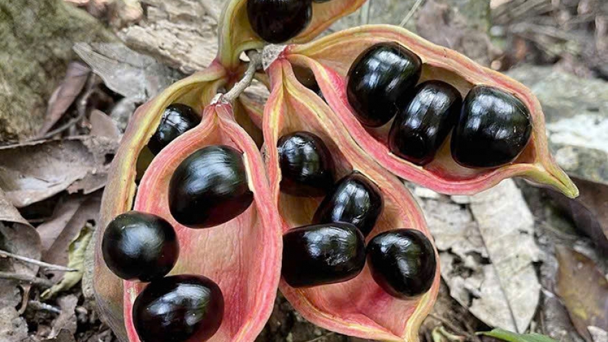 Hốt bạc từ "lộc rừng" trên cây bay xuống đất