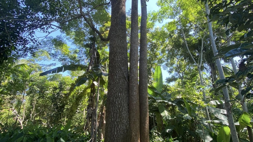Loại gỗ "đắt hơn vàng" nguy cơ tuyệt chủng, người dân tìm cách hồi sinh