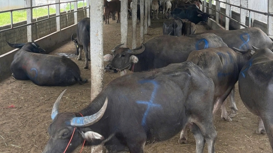 Phát hiện xe tải chở 48 con trâu, bò không rõ nguồn gốc ở Nghệ An