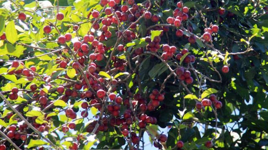 Món quà tuổi thơ vùng rừng núi được "săn lùng"