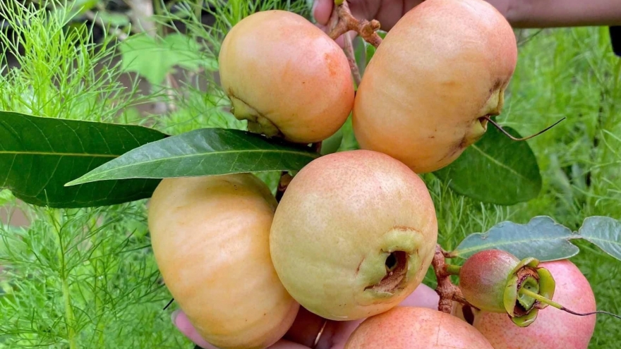 Loại quả dại thơm từ nhà ra ngõ, có tiền cũng khó mua