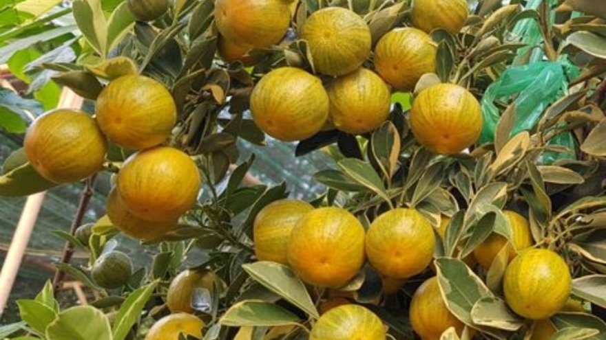 Loại cây cảnh lạ mắt được người miền Tây ưa thích