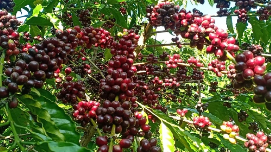Giá cà phê hôm nay 11/9: Giá cà phê trong nước trung bình 114.500 đồng/kg