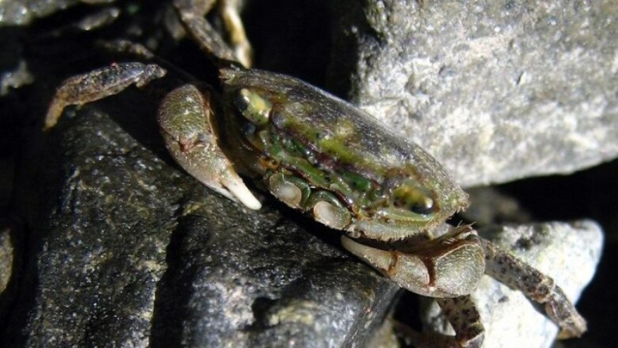 Của ngon vật lạ vùng nước lợ được ưa chuộng, giá 250.000 đồng/kg