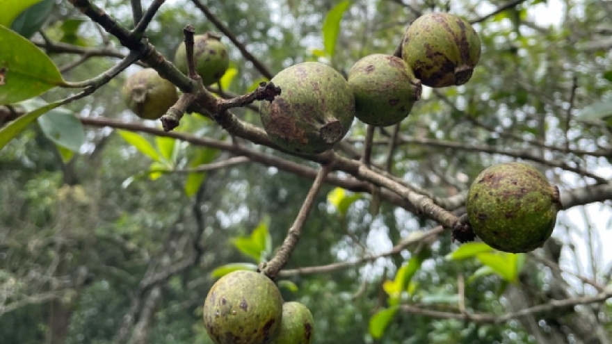 Loại quả xưa chín rụng chẳng ai thèm ăn, giờ thành đặc sản nổi tiếng