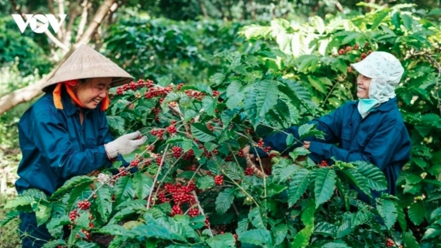 Eight-month coffee exports reach record high in volume and value