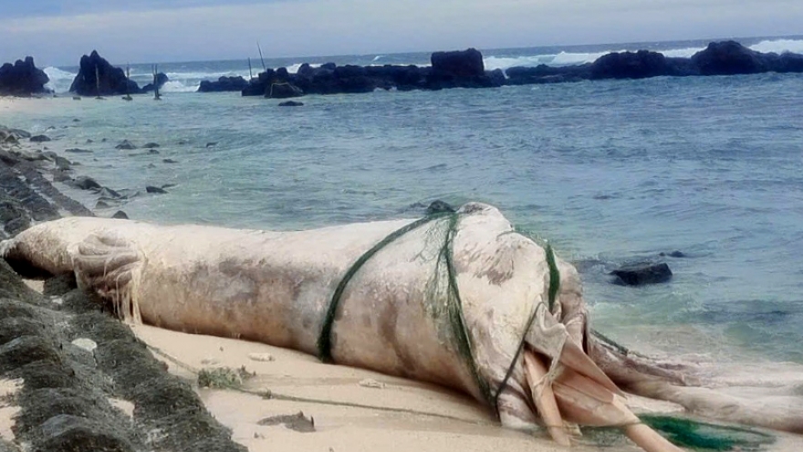 Whale carcass washes ashore on Ly Son Island amid typhoon Bualoi