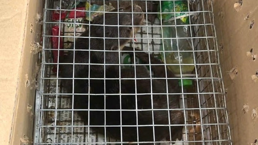 Khởi tố đối tượng buôn bán động vật hoang dã nguy cấp, quý hiếm