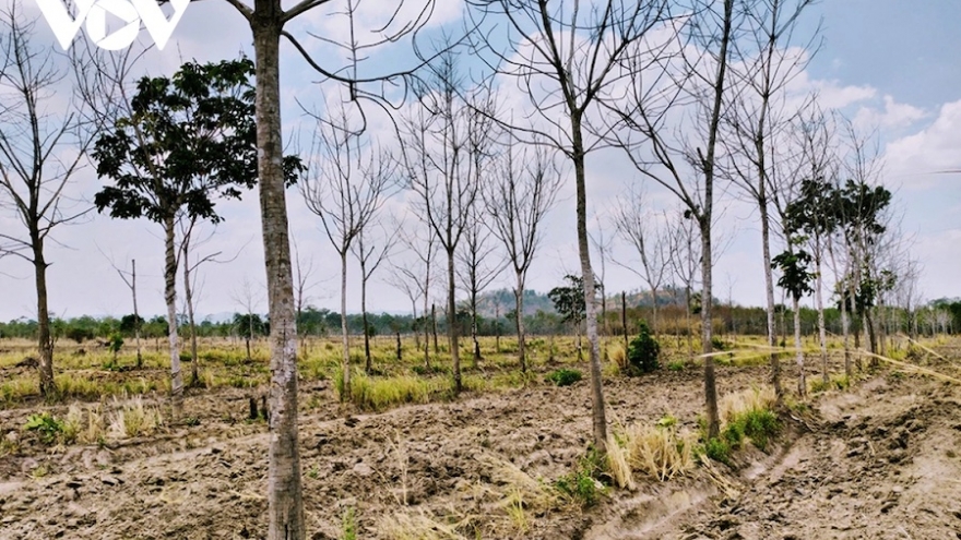Gia Lai rà soát toàn diện dự án chuyển đổi rừng nghèo sang trồng cao su