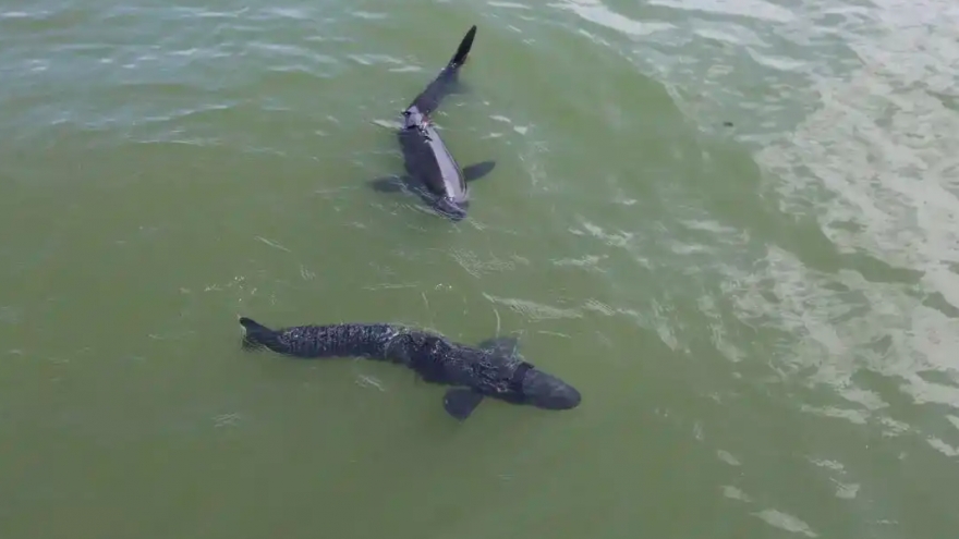 Trung Quốc triển khai cá robot sinh học tại Tây Hồ (Hàng Châu)