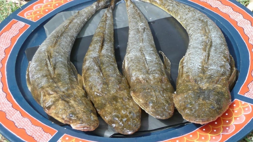 Loài cá "chắc như thịt gà", phơi khô bán 300.000 đồng/kg