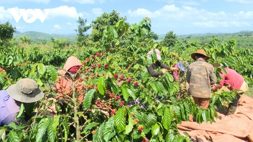 Giá cà phê hôm nay 30/1: Cà phê đồng loạt giảm trên cả 2 sàn giao dịch quốc tế