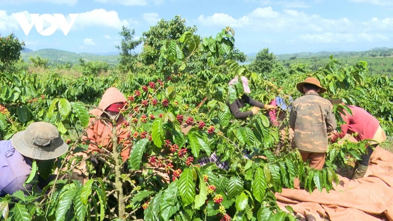 Giá cà phê hôm nay 30/1: Cà phê đồng loạt giảm trên cả 2 sàn giao dịch quốc tế