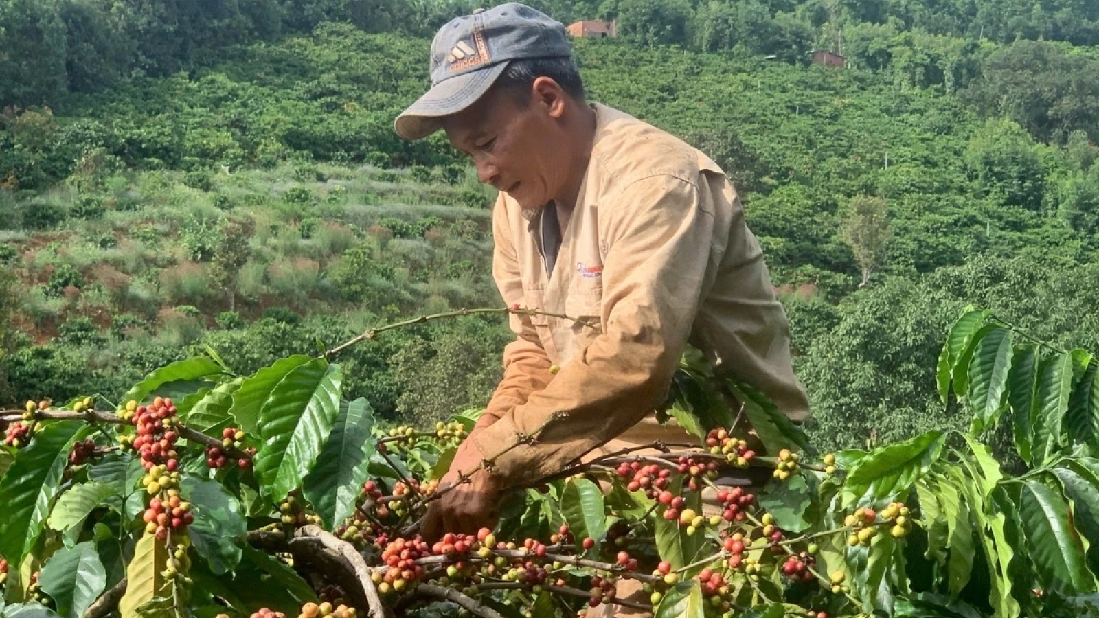 Giá cà phê hôm nay 15/7: Giá cà phê Robusta tăng, cà phê Arabica giảm