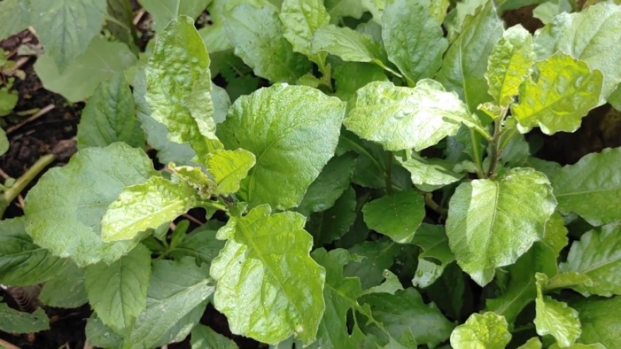 Cây dại nghe tên "lạnh gáy" lại là loại rau đặc sản, có thể chữa bệnh