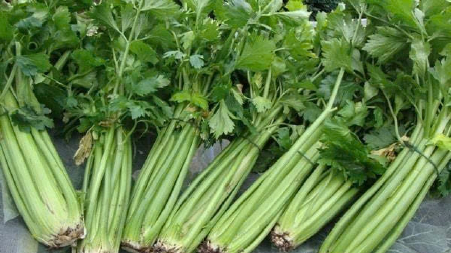 Cần tây - “thần dược” tự nhiên hỗ trợ tim mạch và não bộ
