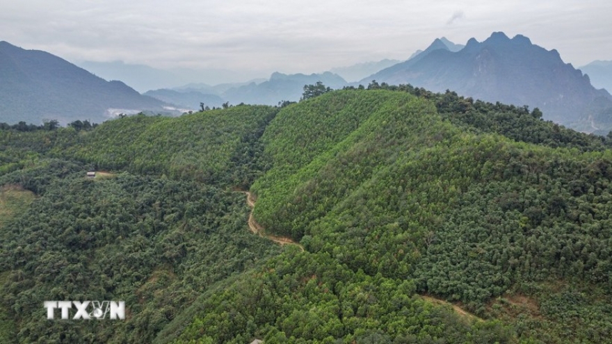 Vietnam to receive additional US$5 million from carbon credit transfer