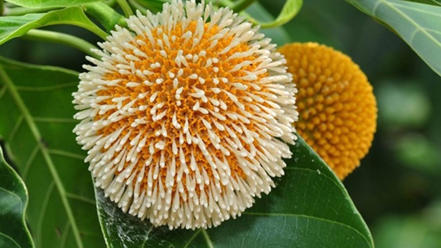 Loại quả lạ nhìn giống chôm chôm thành đặc sản đắt đỏ