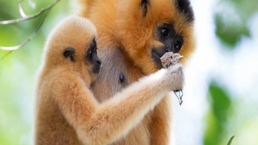 Dak Lak: Rare yellow-cheeked gibbon handed over to authorities