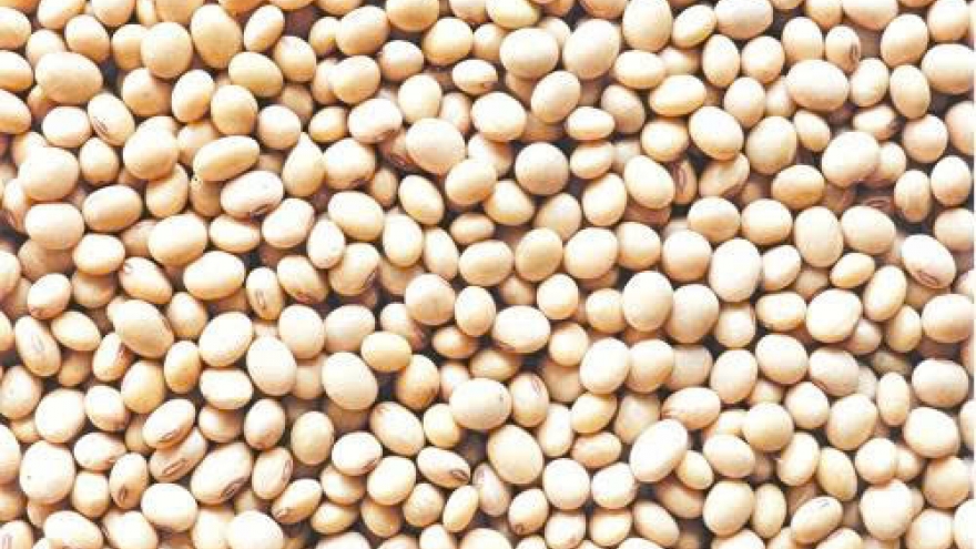 Lợi ích bất ngờ từ hạt đậu tương