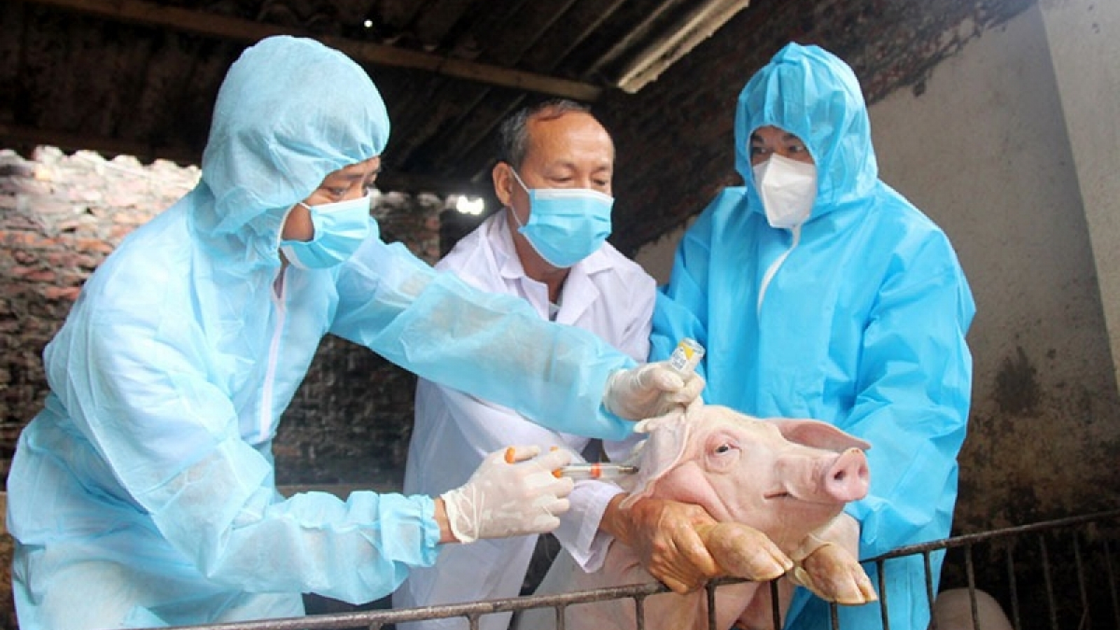Tỷ lệ tiêm phòng vaccine dịch tả lợn Châu Phi chưa nhiều, vì sao?