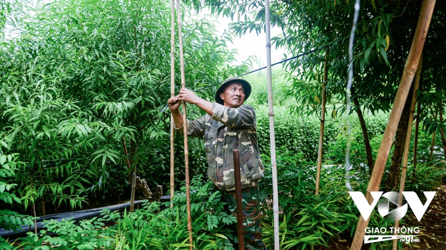 Trước khi bão Ragasa về, người trồng đào Nhật Tân chằng buộc từng gốc cây